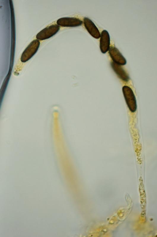 macrostoma