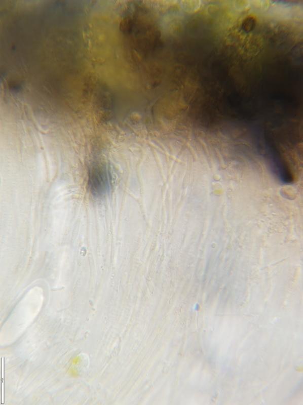macrostoma