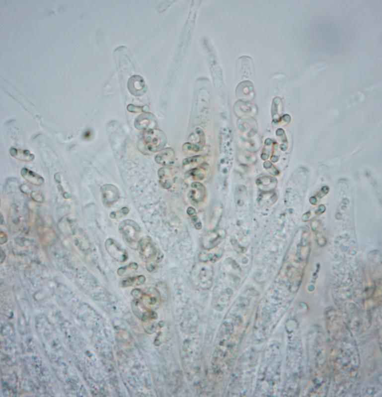 macrostoma
