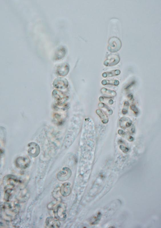 macrostoma