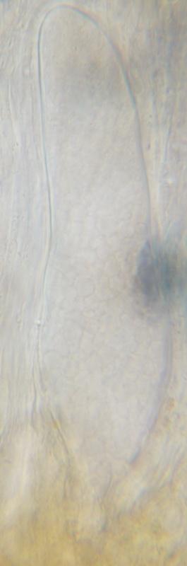 macrostoma