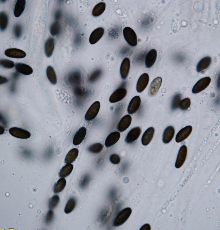 macrostoma