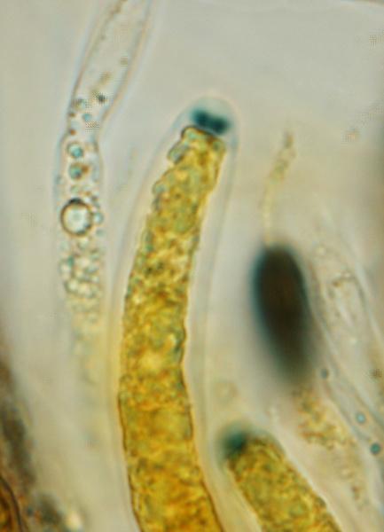 macrostoma