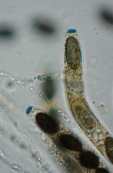 macrostoma