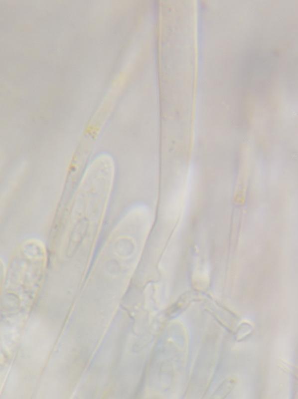 macrostoma