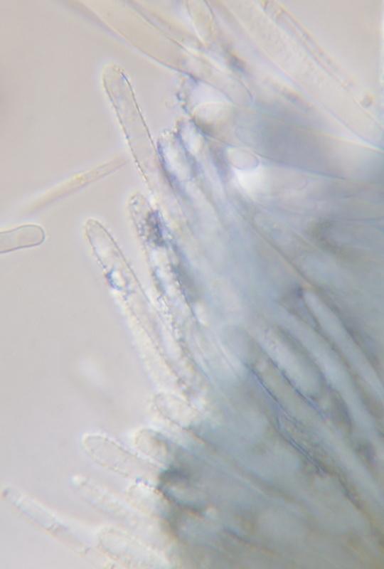 macrostoma