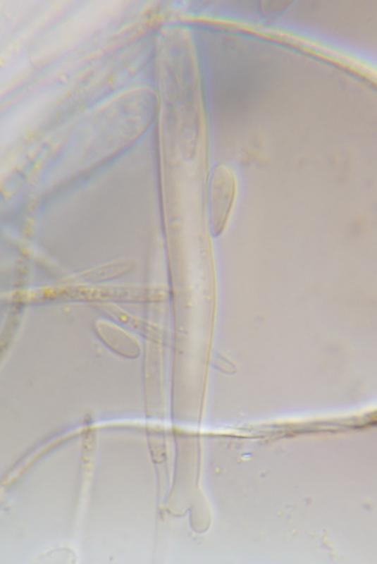 macrostoma