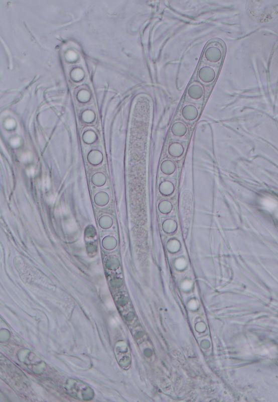 macrostoma