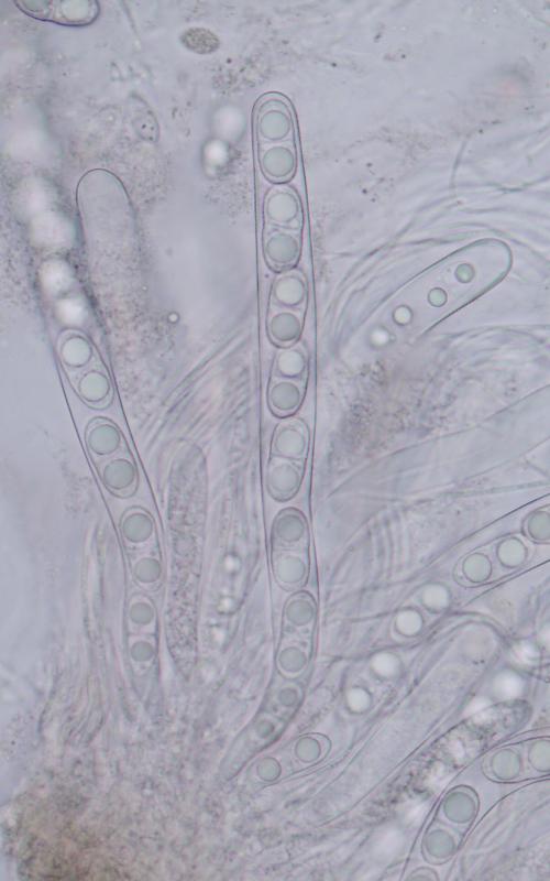 macrostoma