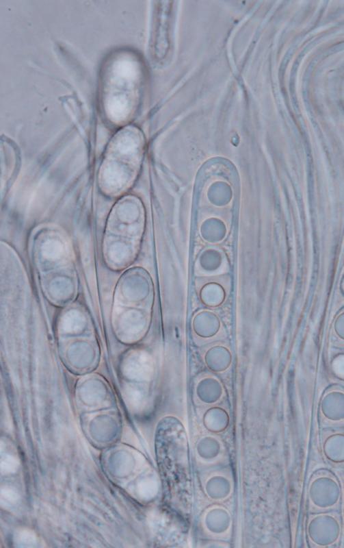 macrostoma