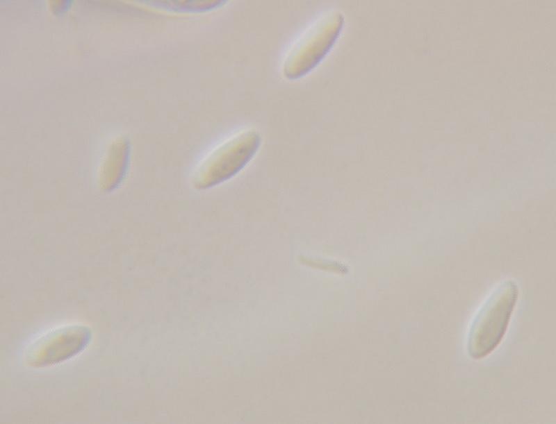 macrostoma