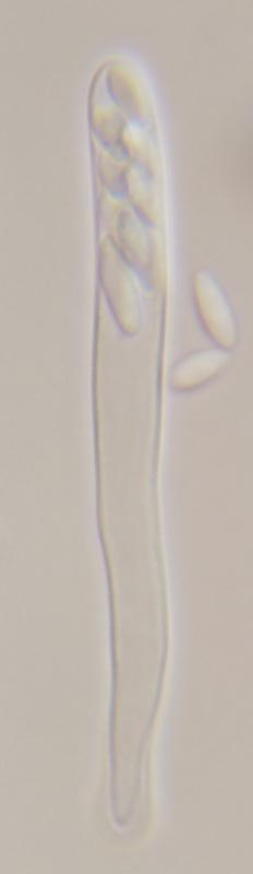 macrostoma