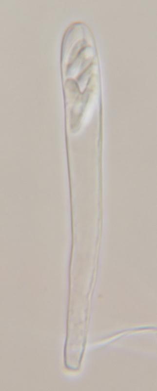 macrostoma