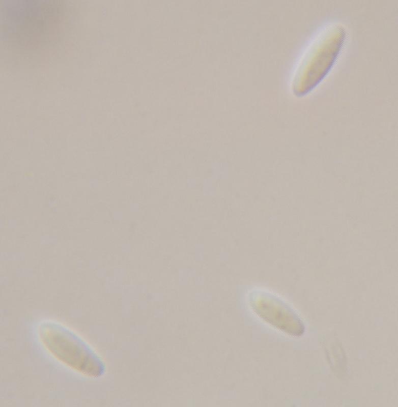 macrostoma