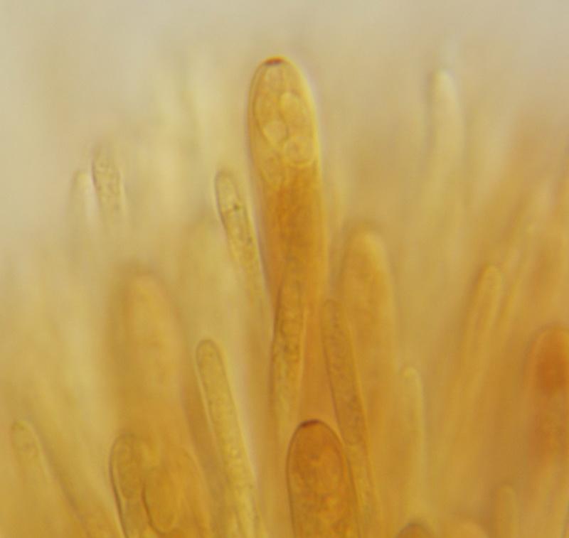 macrostoma