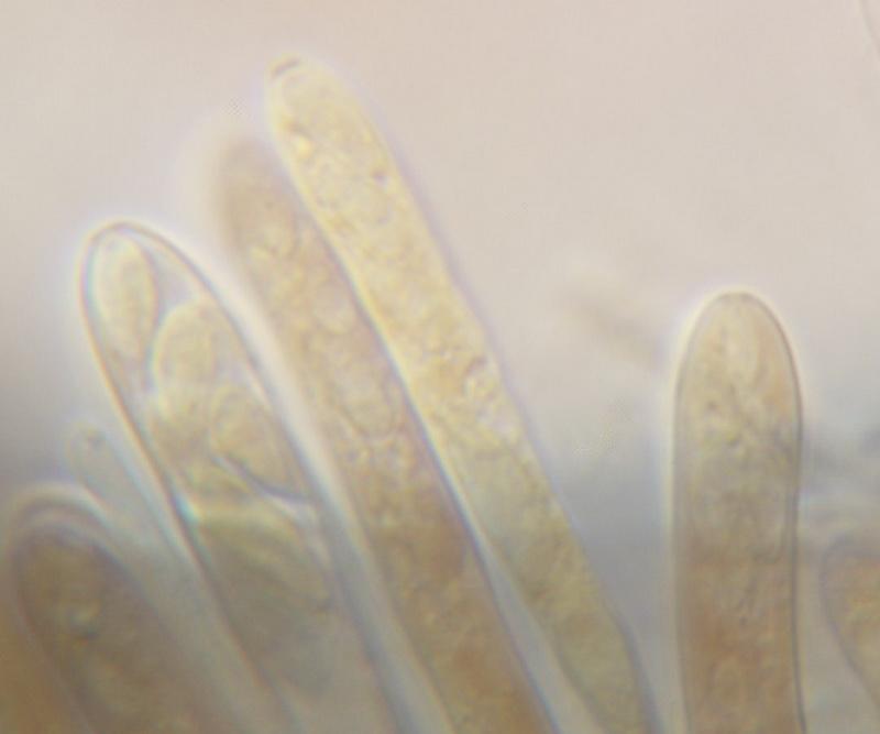 macrostoma