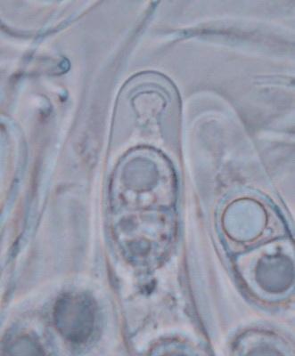 macrostoma