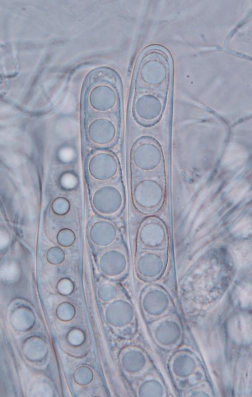 macrostoma