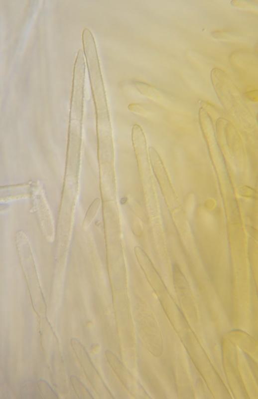 macrostoma