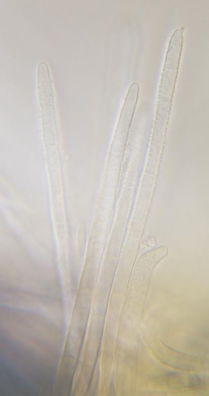 macrostoma