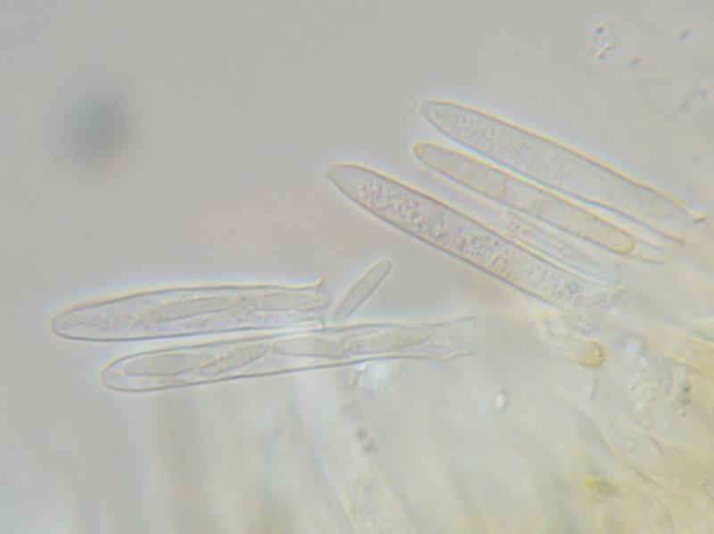 macrostoma