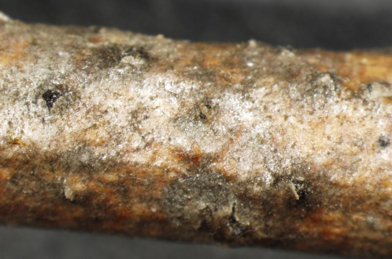 macrostoma