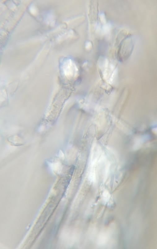 macrostoma