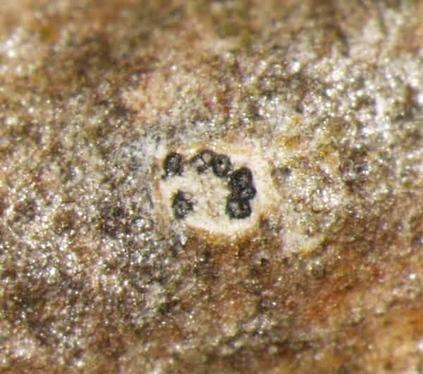 macrostoma