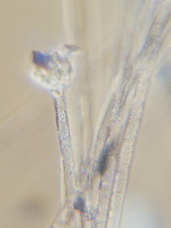 macrostoma