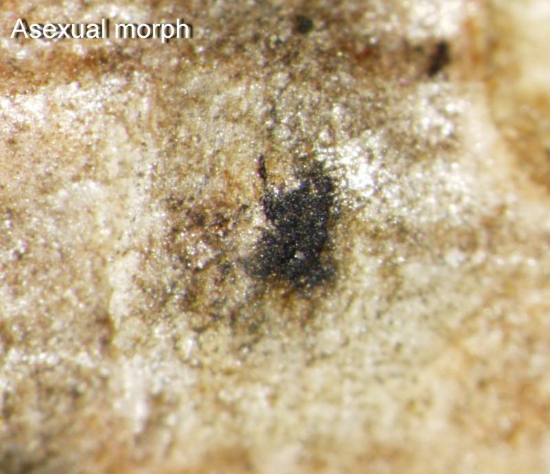 macrostoma