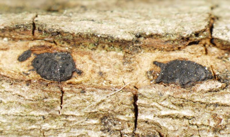 macrostoma