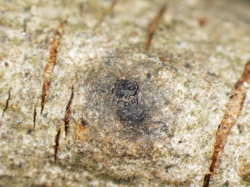 macrostoma