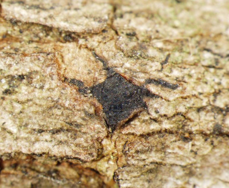 macrostoma