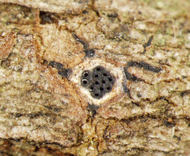 macrostoma