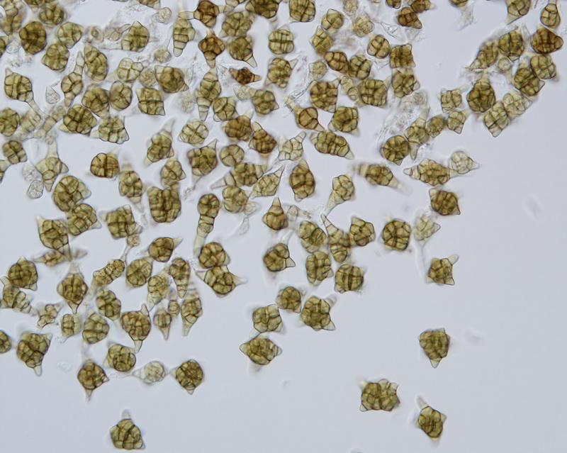 macrostoma