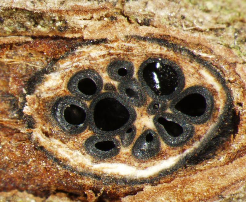 macrostoma