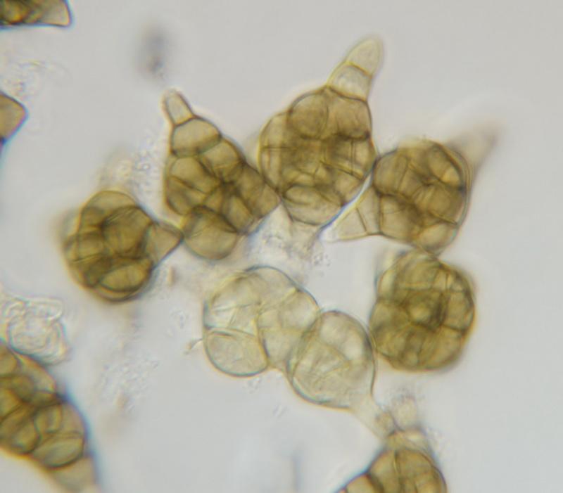 macrostoma