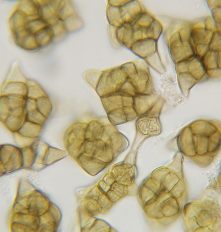 macrostoma