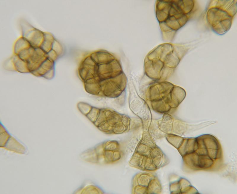 macrostoma