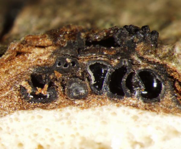 macrostoma