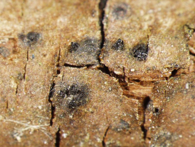 macrostoma