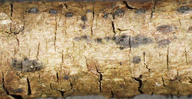 macrostoma