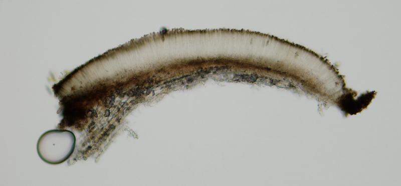 macrostoma