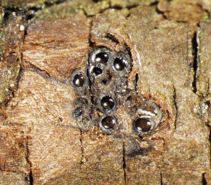 macrostoma