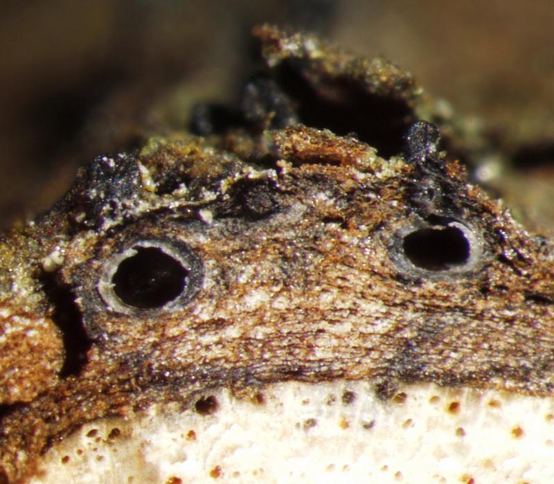 macrostoma