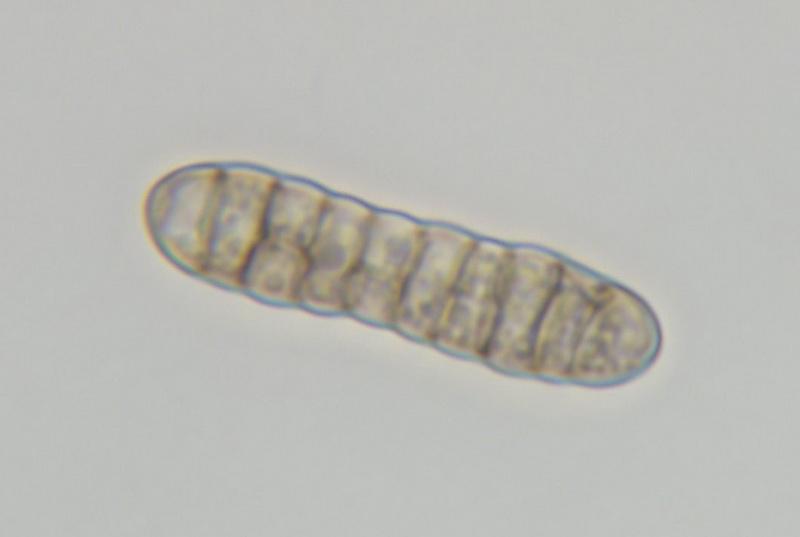 macrostoma