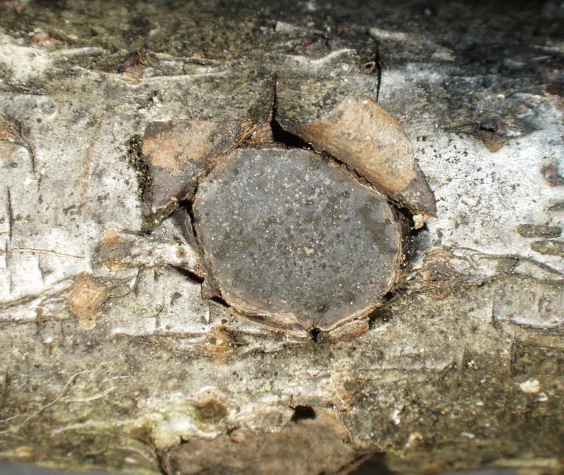 macrostoma