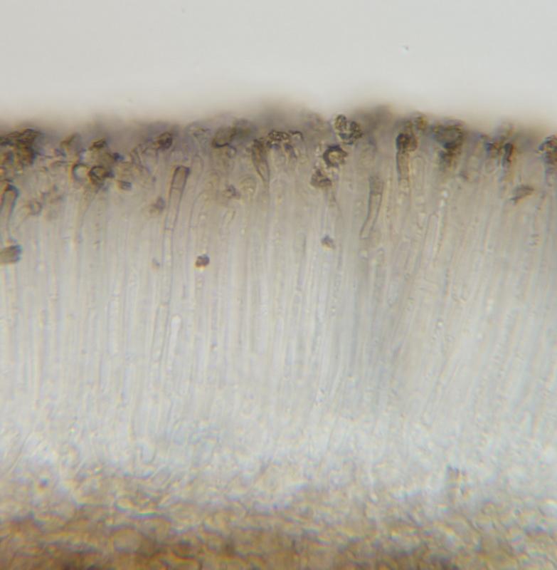 macrostoma