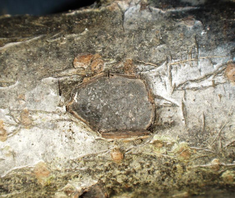 macrostoma