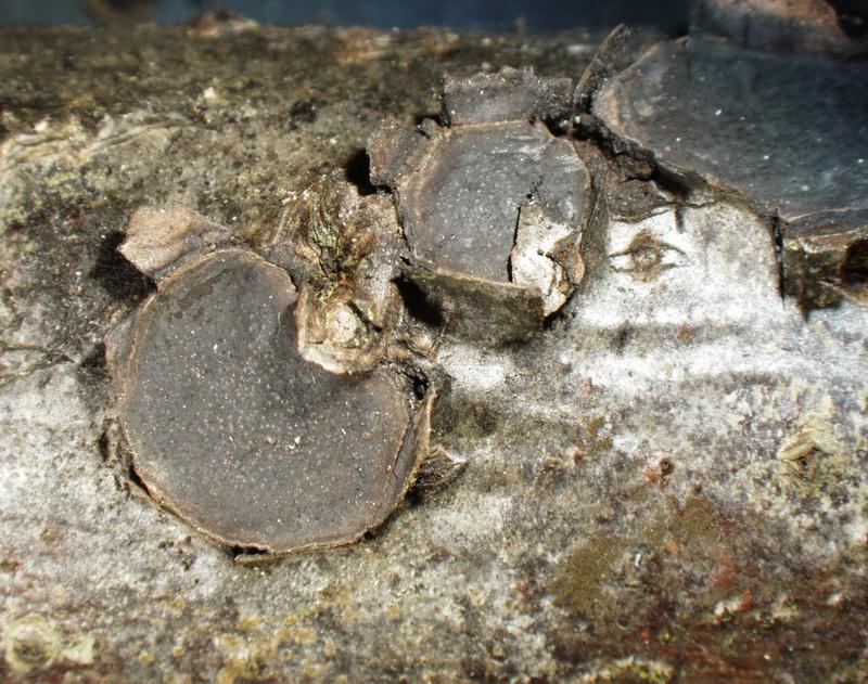 macrostoma